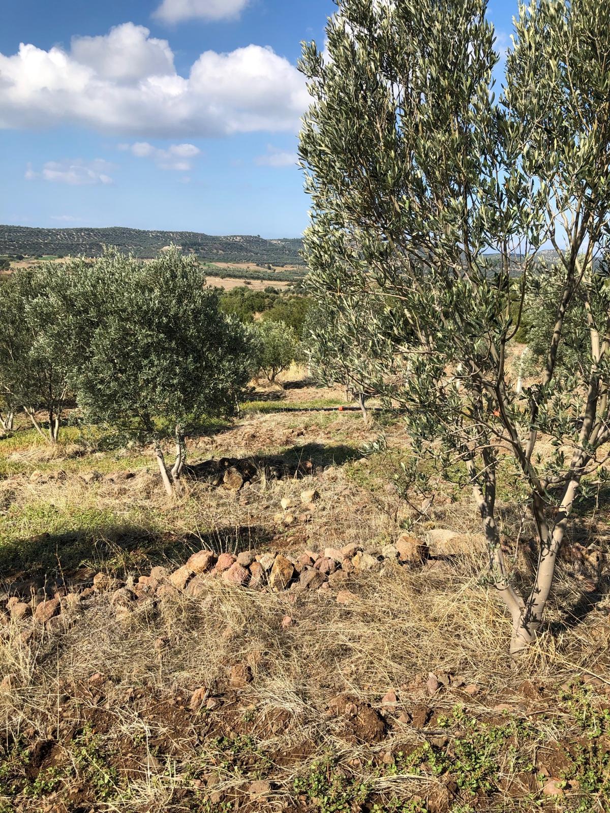 Ayvalık Çakmak'da Deniz Manzaralı Zeytin Ağaçları ile birlikte Satılık Tarla