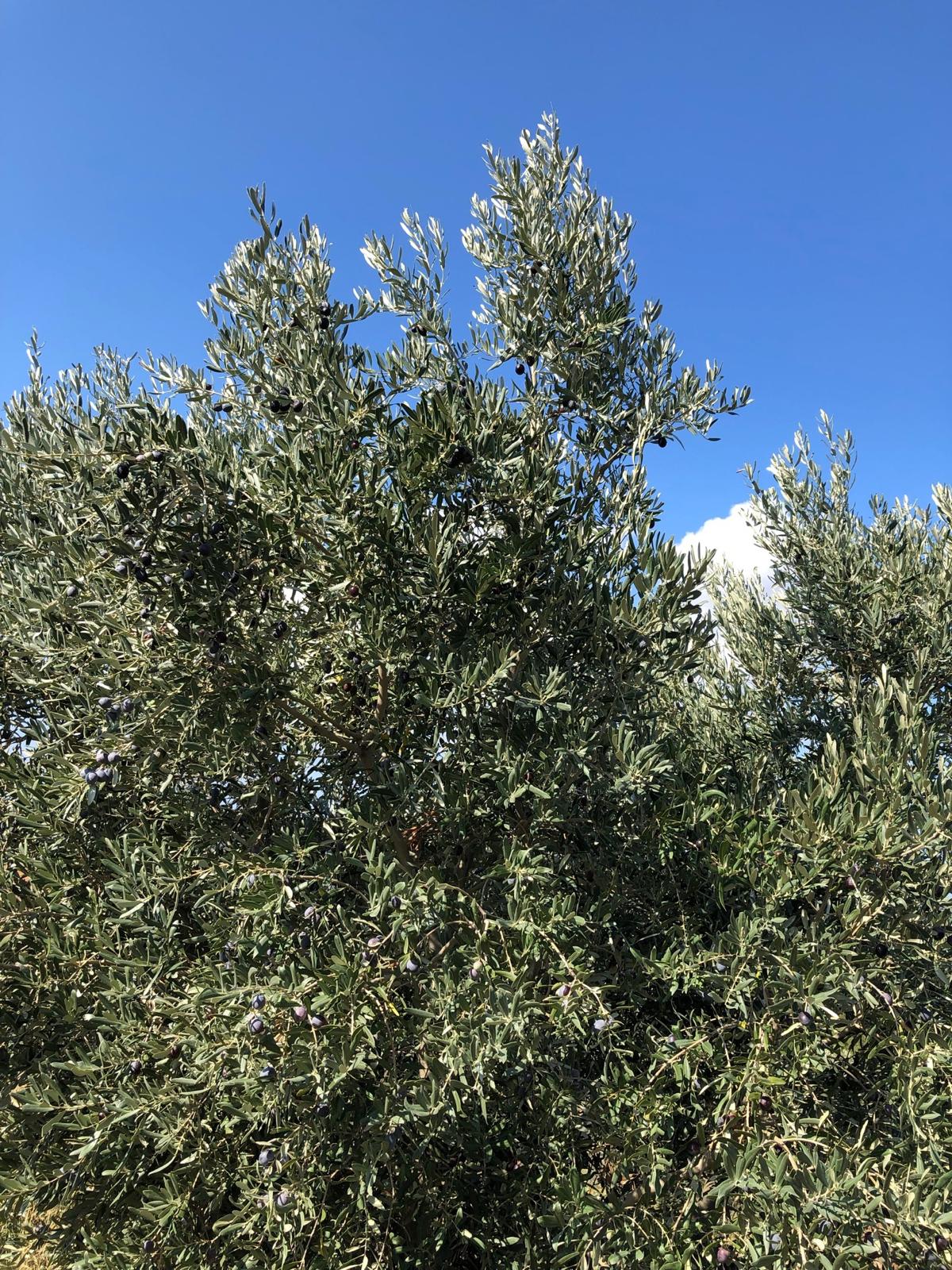 Ayvalık Çakmak'da Deniz Manzaralı Zeytin Ağaçları ile birlikte Satılık Tarla
