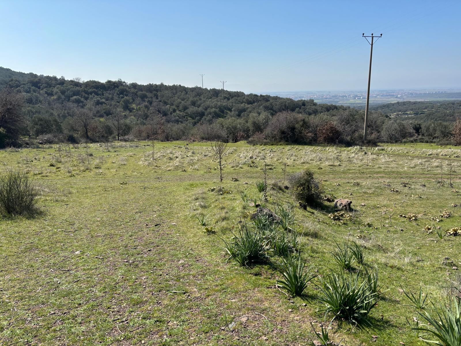 Ayvalık Üçkabaağaç Mahallesinde Satılık Tarla