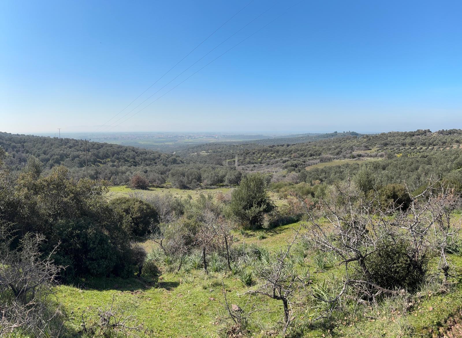 Ayvalık Üçkabaağaç Mahallesinde Satılık Tarla