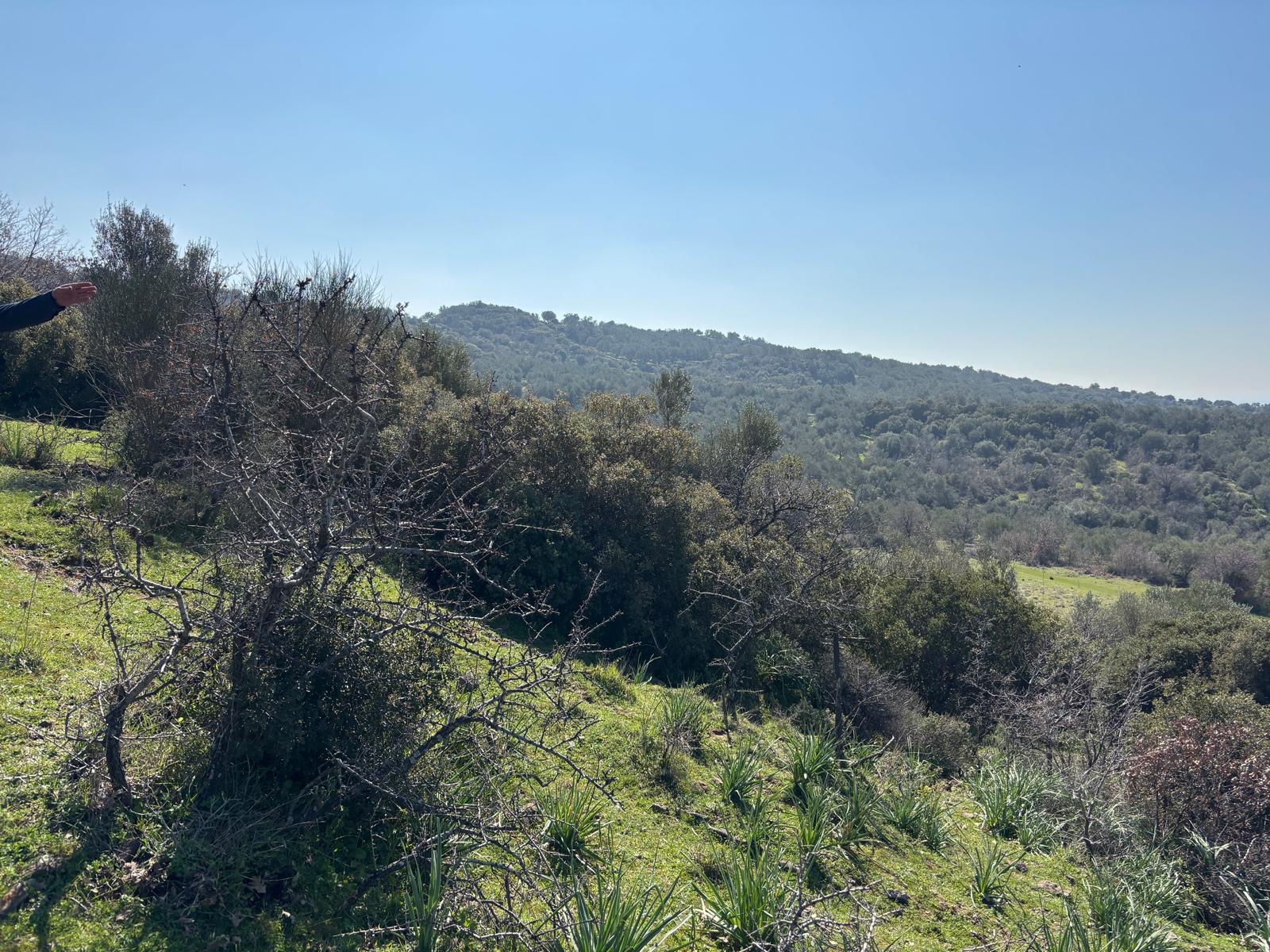 Ayvalık Üçkabaağaç Mahallesinde Satılık Tarla