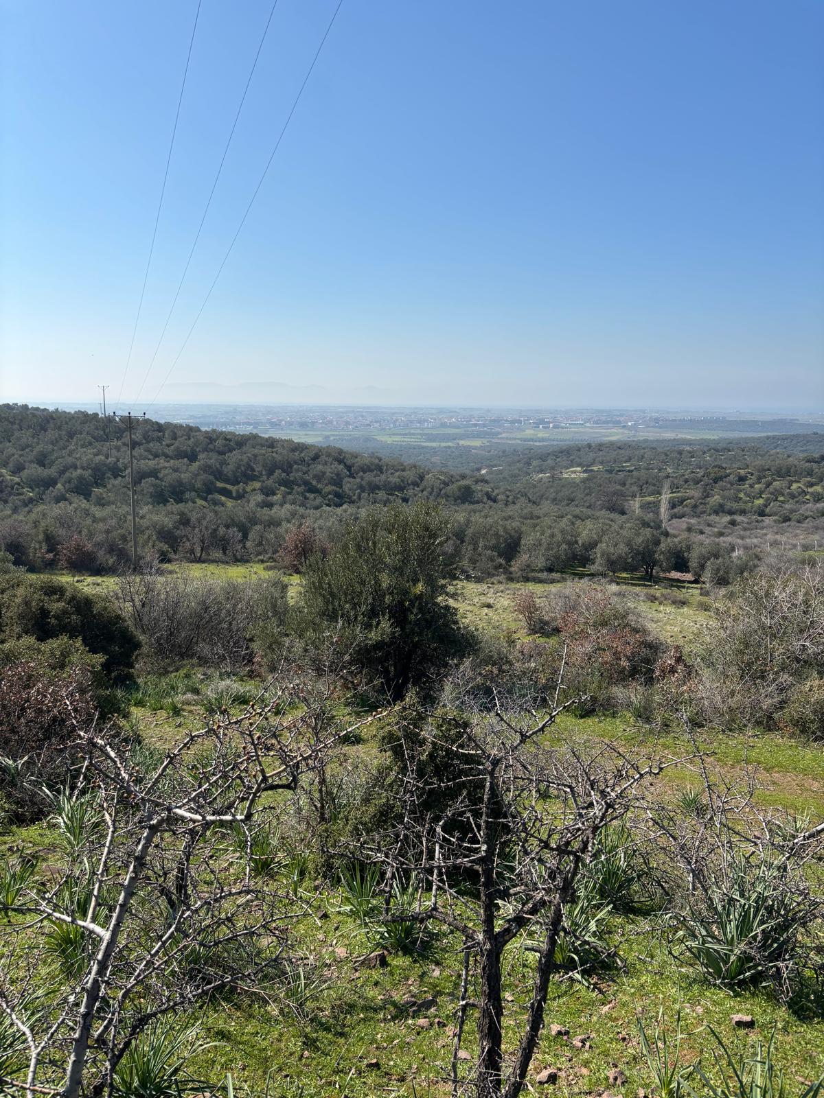 Ayvalık Üçkabaağaç Mahallesinde Satılık Tarla