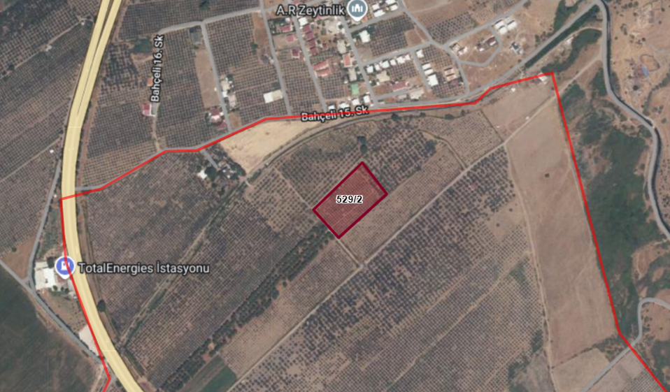 İzmir Dikili Salihler de Verimli Zeytinlik