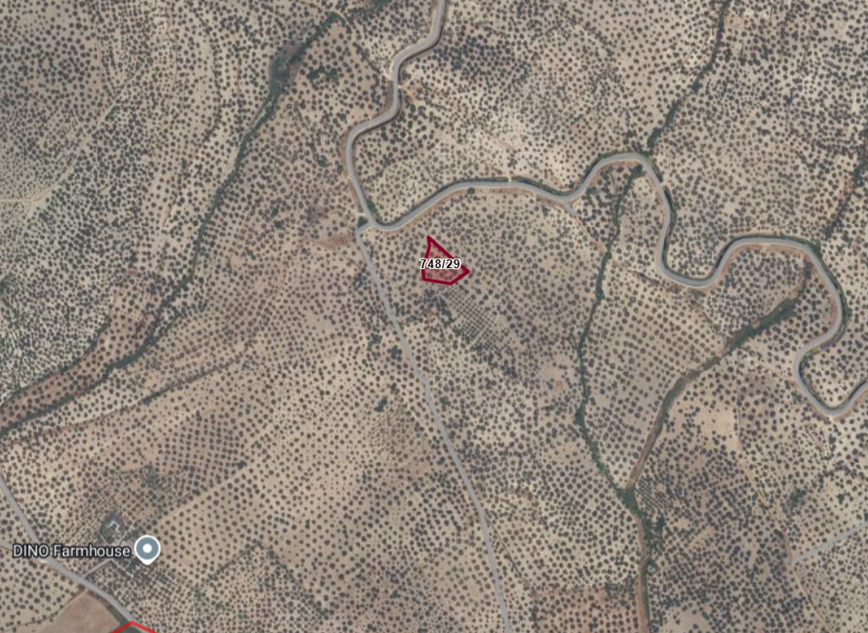 Ayvalık Sural Çiftliği yakını Satılık Zeytinlik